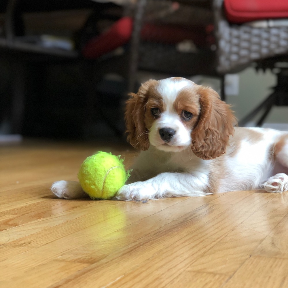 Meet your Posher, Caroline